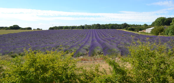 cotswold lavendel
